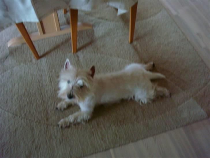 West highland white terrier Victor Wistie - afslapning billede 7