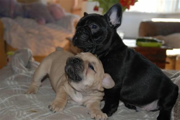 Fransk bulldog Almirah - mig og min bror adam billede 4