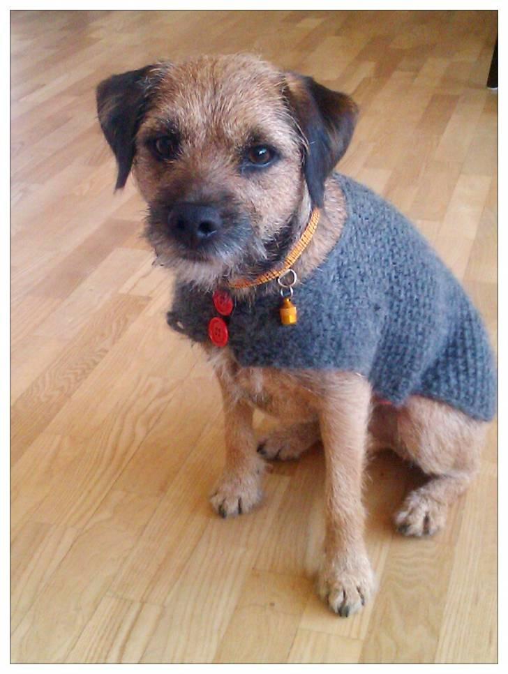 Border terrier Morris RIP <3 8.8.12 - Velkommen til min profil billede 1