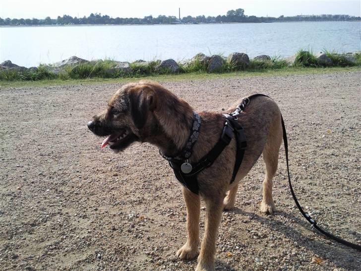 Border terrier Morris RIP <3 8.8.12 - Ved vandet ! billede 2