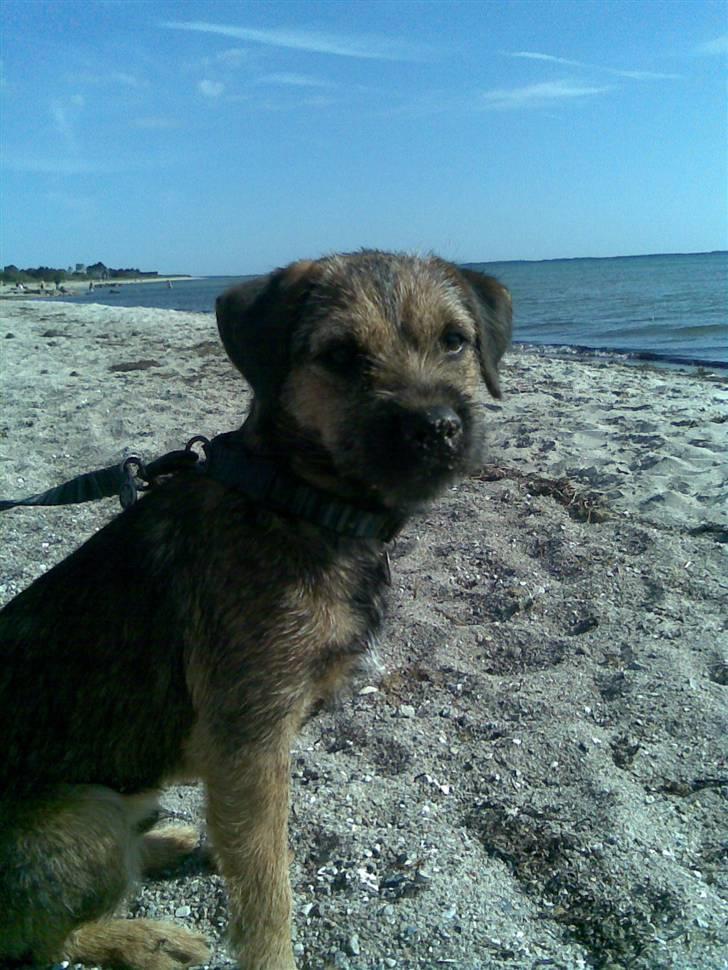 Border terrier Morris RIP <3 8.8.12 - Ved vandet igen igen ! billede 3
