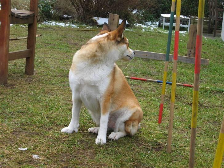 Norsk lundehund Ulfrigga Lundes Lunda - Lunda posérer xD     //15.2-o9 Fotograf: Sofie Weywadt [Mig] billede 18