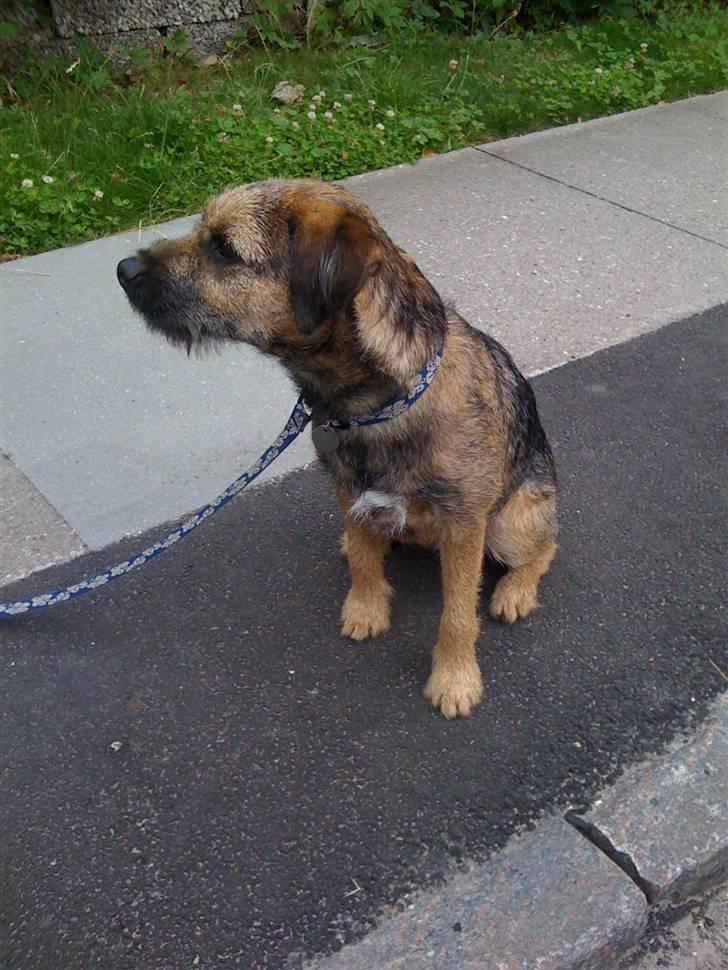 Border terrier Morris RIP <3 8.8.12 - Sidder fint og venter :-) billede 4