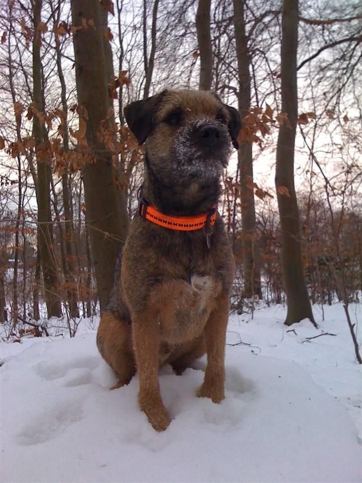 Border terrier Morris RIP <3 8.8.12 - I skoven i snevejr ! billede 5