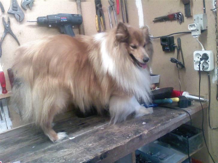 Shetland sheepdog *.Lassie.* - Lige blevet børstet. Skal vi ikk snart ind Trine billede 1