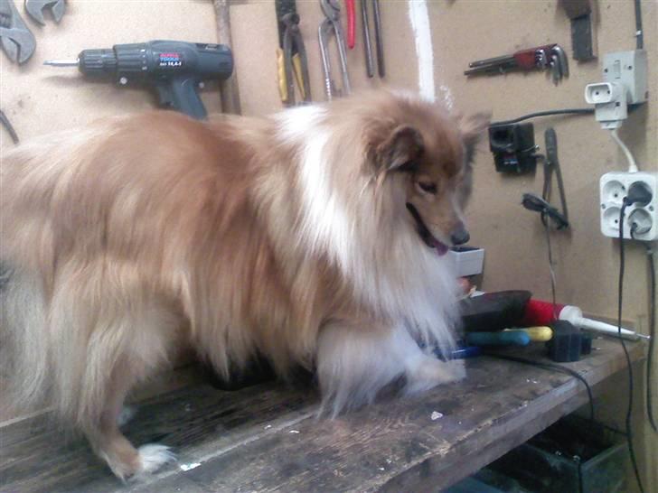 Shetland sheepdog *.Lassie.* - Ja jeg kan stå som en rigtigt flot hund billede 2
