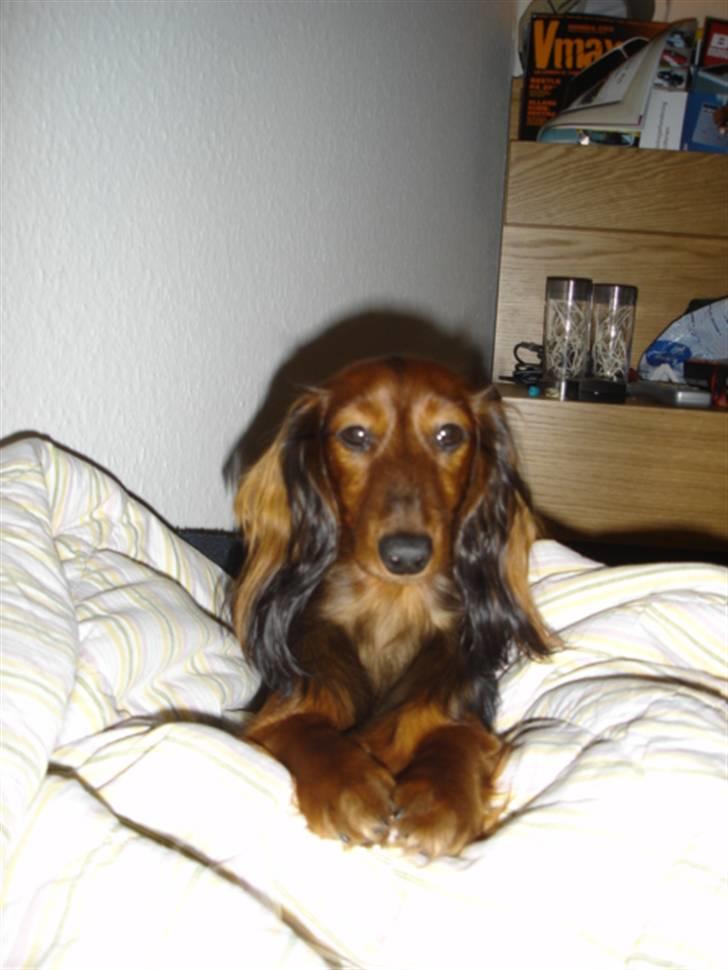 Gravhund Dina  billede 1