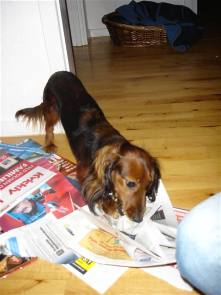 Gravhund Dina  - Aviser er altid gode at afreagere på! billede 2
