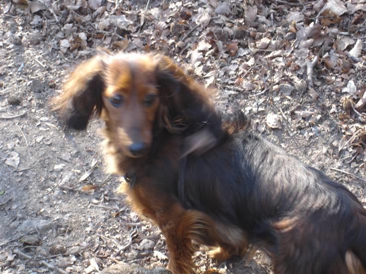 Gravhund Dina  billede 3