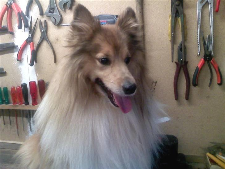 Shetland sheepdog *.Lassie.* - Kommer der nogen? billede 3