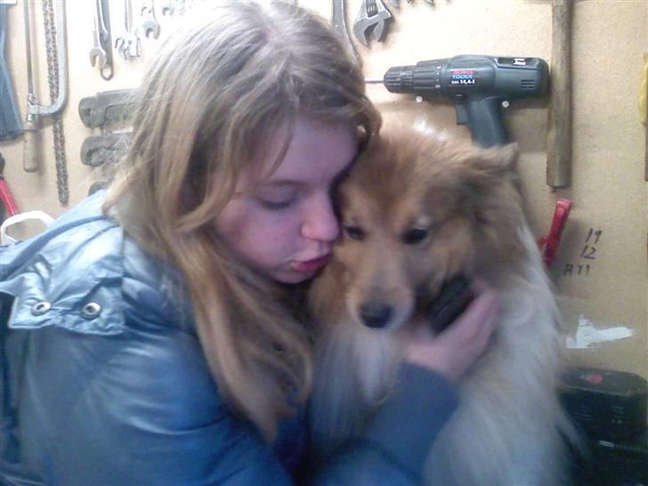 Shetland sheepdog *.Lassie.* - Lassie og Lærke. Min bedsteveninde billede 4