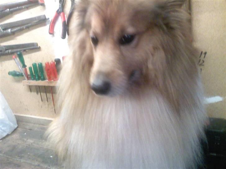 Shetland sheepdog *.Lassie.* - Er jeg ikk cuuuute? billede 5
