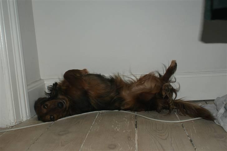 Gravhund Dina  - Yndlingsmåden at ligge på foran brændeovnen.. billede 4