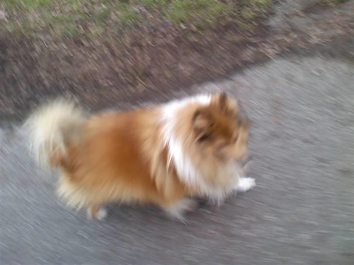 Shetland sheepdog *.Lassie.* - Jeg går fint ved siden af dig trine billede 6