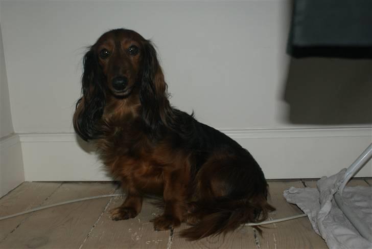 Gravhund Dina  billede 5