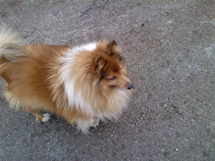 Shetland sheepdog *.Lassie.* - Er der nogen inde i skoven? sååå kommer jeg! billede 7