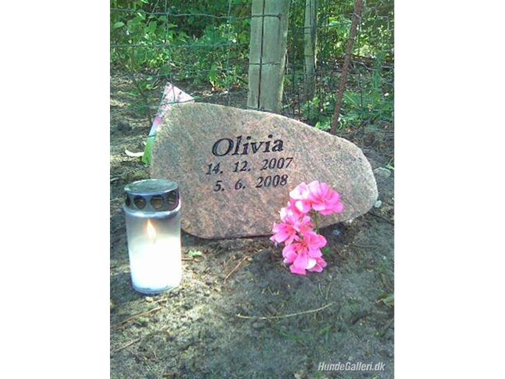 Chihuahua Olivia R.I.P billede 1