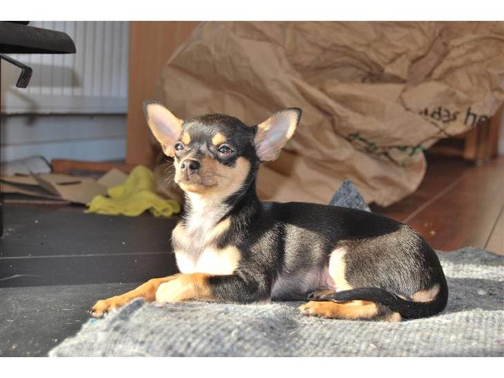 Chihuahua Johnson - Konge Johnson billede 1