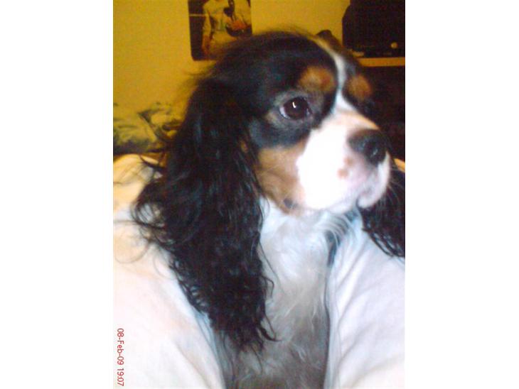 Cavalier king charles spaniel Zico *hos min far* billede 1