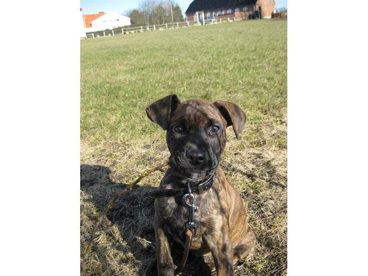 {{currentPhoto.altText}} billede {{currentPhoto.number}}