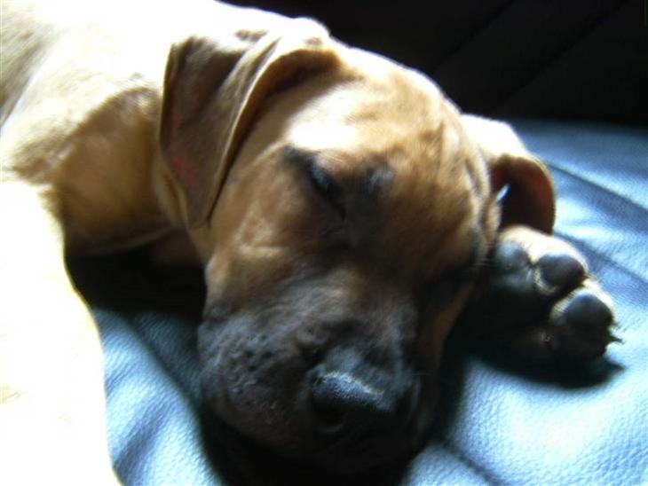 {{currentPhoto.altText}} billede {{currentPhoto.number}}