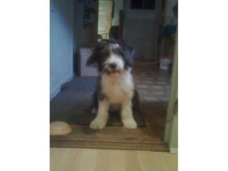 {{currentPhoto.altText}} billede {{currentPhoto.number}}