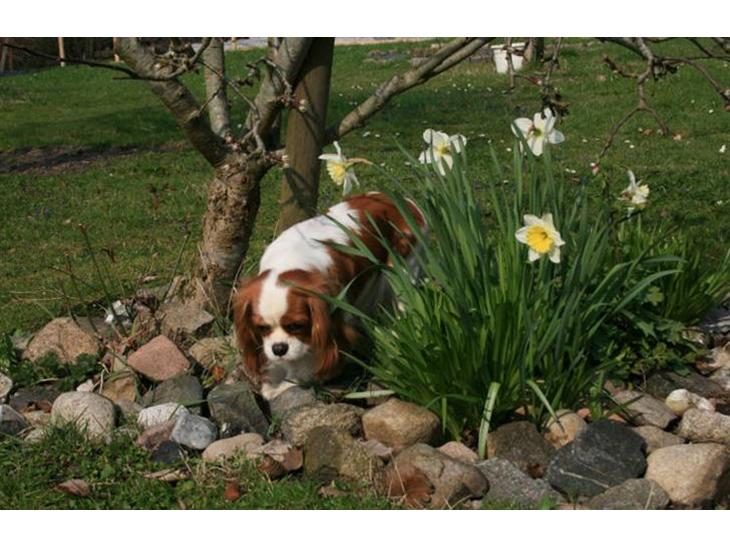 Cavalier king charles spaniel Donna - Donna billede 1