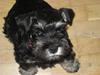 Dvaergschnauzer Augusta