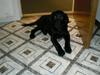 Labrador retriever Vabbe