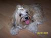 Bichon havanais Cindy