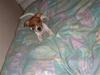 Jack russell terrier Dior