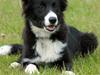 Border collie be my magtic (makker)