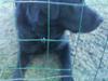 Labrador retriever buster 'R.I.P.'