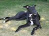 Greyhound Emma R.I.P. 2011