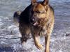 Schæferhund Møgelvang's Sasko