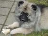 Keeshond Kees my Lovely Marissa