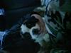Sankt bernhardshund buck *aflivet!:'(* [ Himmelhund]