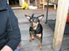 Dvaergpinscher Måns