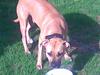 Amerikansk staffordshire terrier player nu med 12 hvalpe