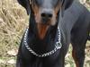 Dobermann Bandit *R.I.P* [ Himmelhund]