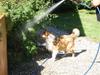 Shetland sheepdog PoulsgaardsBeMySpeedyGirl