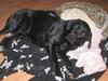 Labrador retriever (gl. dansk) Arthur 