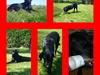 Labrador retriever misse