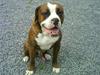 Amerikansk bulldog Taz