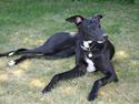 Greyhound Emma R.I.P. 2011