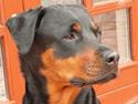 Blanding af racer Rikke Verdens bedste hund R.I.P. 6.8.2013