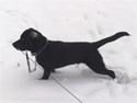 Labrador retriever Scooby