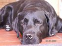 Labrador retriever Miyake-himmelhund