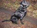 Labrador retriever Thor