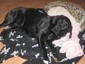 Labrador retriever (gl. dansk) Arthur